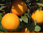 Oranges BIO Valencia Origine Italie catégorie II Cal. 7/8 - caisse de 12 kg